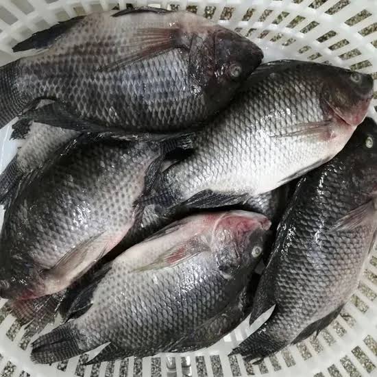 Tilapia Fish