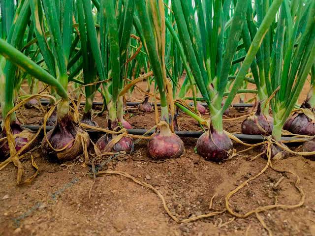 Onions
