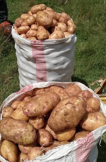 Potatoes